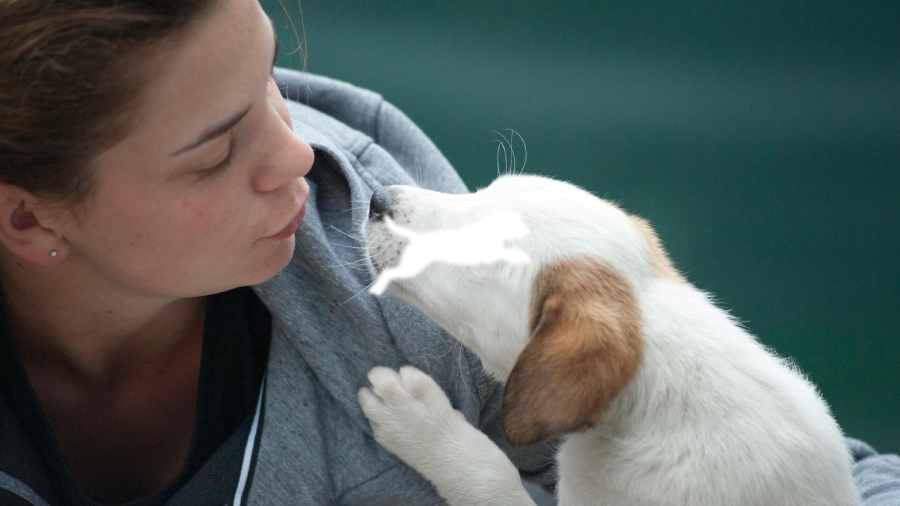 Dubai Pet Food SEO case study