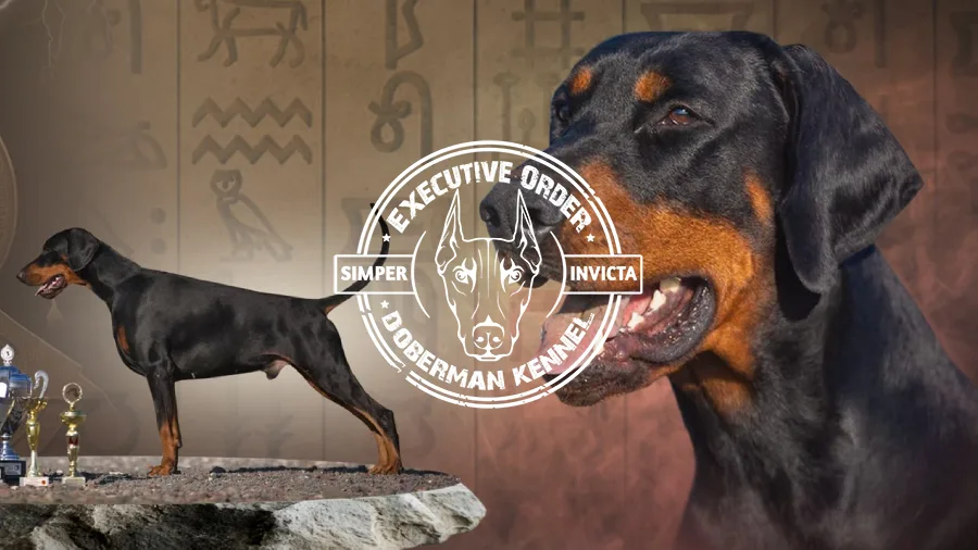 exectuive ordre doberman kennel seo